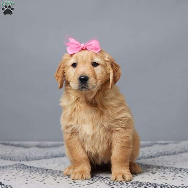 Amy, Golden Retriever Puppy